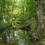 Mönchbruch: Wald – Wasser – Gräben 02