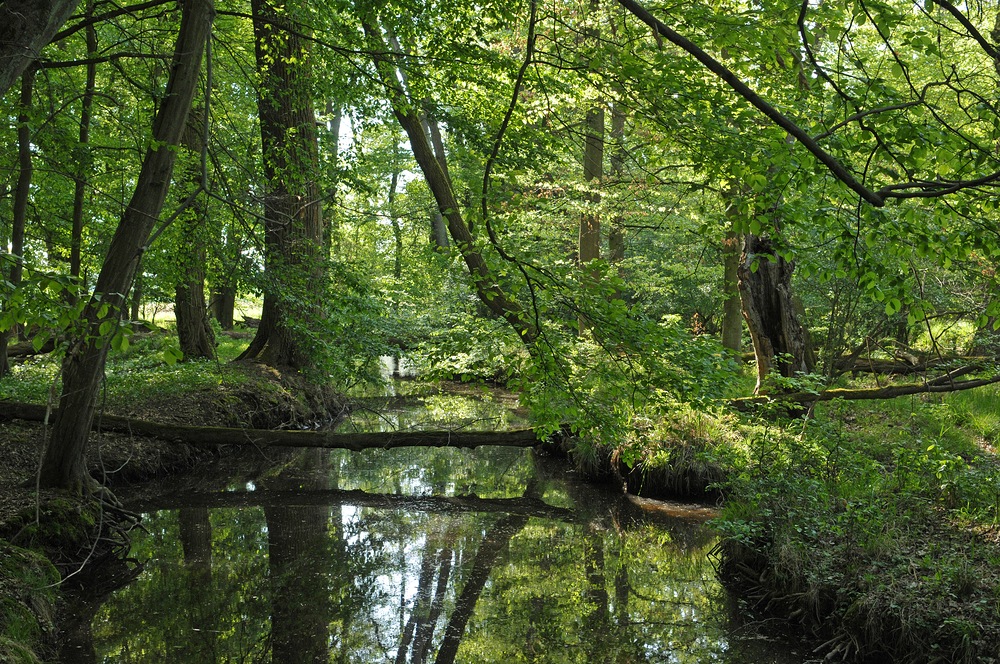 Mönchbruch: Wald – Wasser – Gräben 03