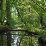 Mönchbruch: Wald – Wasser – Gräben 03