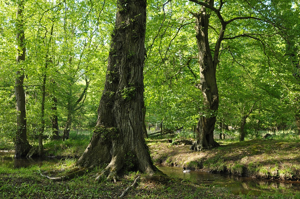 Mönchbruch: Wald – Wasser – Gräben 04