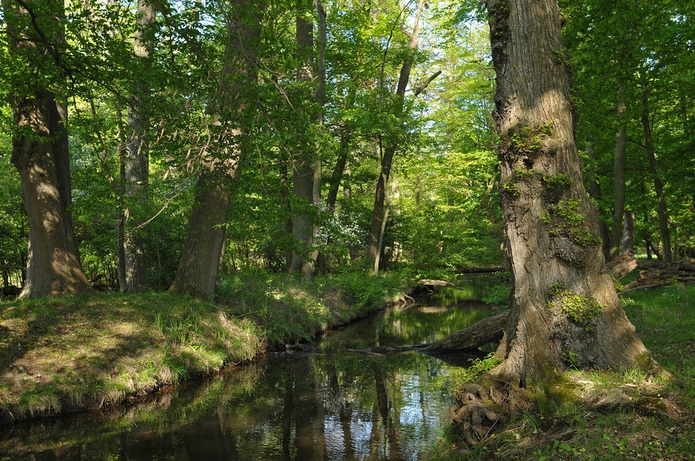 Mönchbruch: Wald – Wasser – Gräben 05