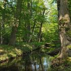 Mönchbruch: Wald – Wasser – Gräben 05