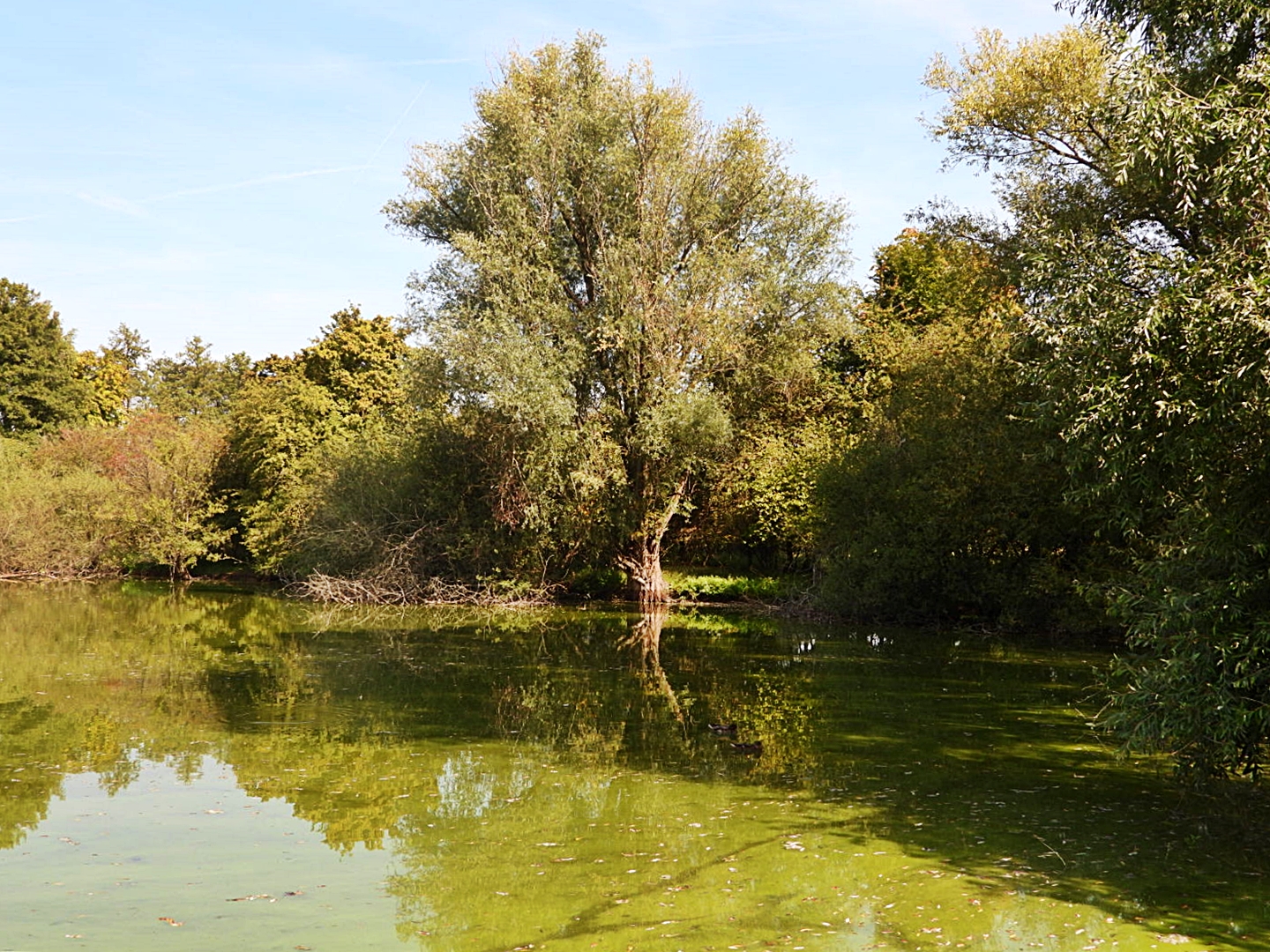 Mönchbruchweiher im NSG Mönchbruch