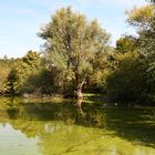 Mönchbruchweiher im NSG Mönchbruch