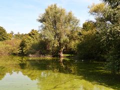 Mönchbruchweiher im NSG Mönchbruch