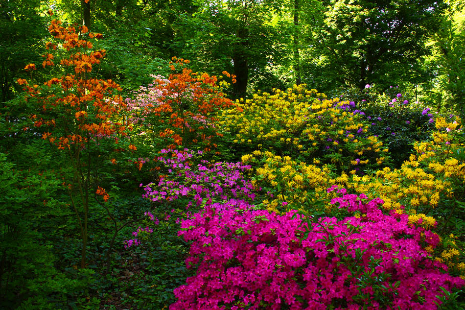 Mönchengladbach Bunter Garten Foto & Bild deutschland