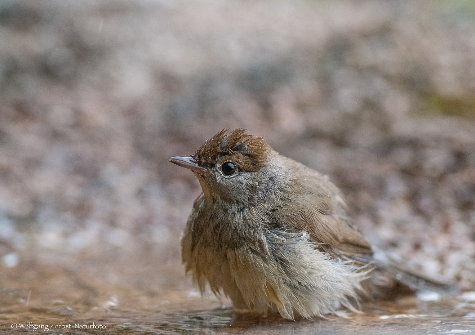  -Mönchgrasmücke beim Baden -