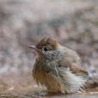  -Mönchgrasmücke beim Baden -