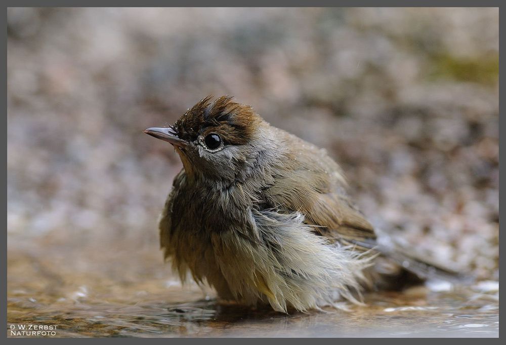 - Mönchgrasmücke beim Baden - (Sylvia atricapilla)