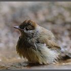 - Mönchgrasmücke beim Baden - (Sylvia atricapilla)