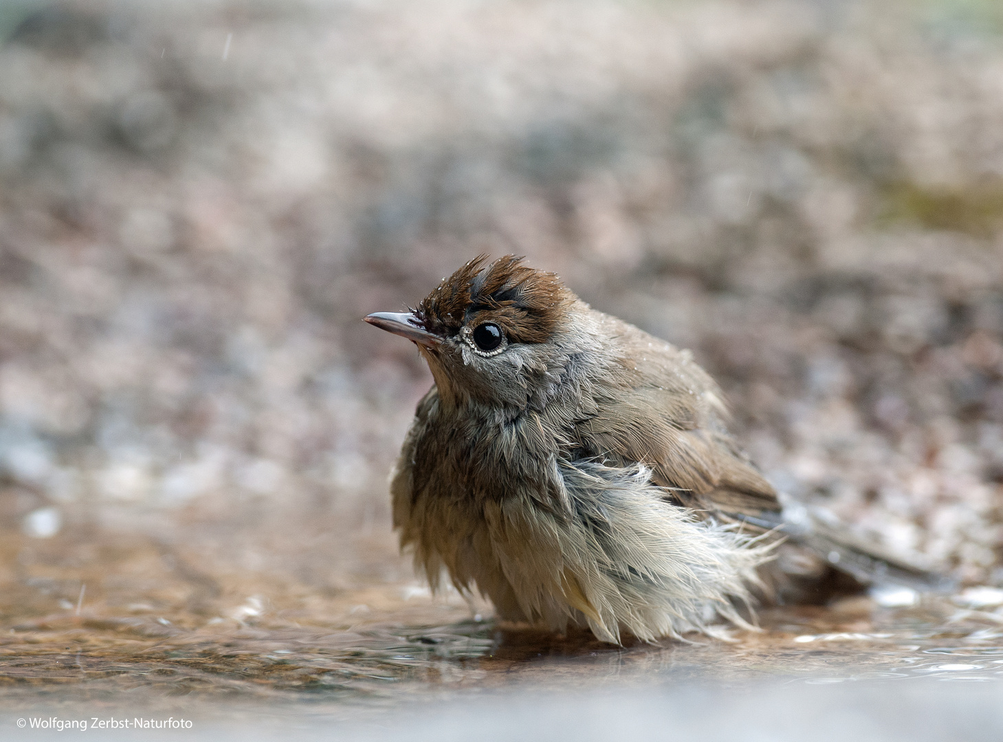 --- Mönchgrasmücke frisch gebadet ---