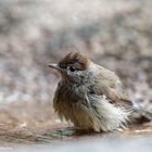 --- Mönchgrasmücke frisch gebadet ---