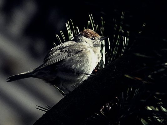 Mönchgrasmücke hat den Durchblick