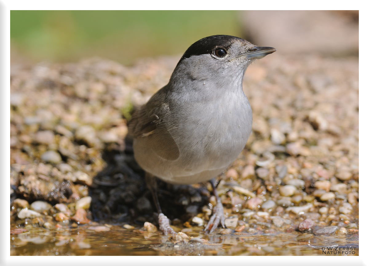 - Mönchgrasmücke männl. - ( Sylvia atricagpilla )