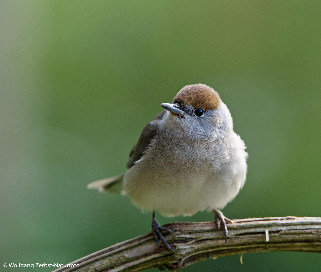 --- Mönchgrasmücke ---   ( Sylvia atricapilla )