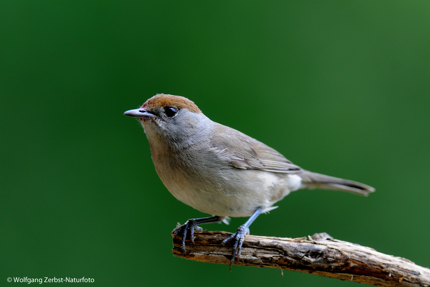 --- Mönchgrasmücke weibl.---   ( Sylvia africapilla )