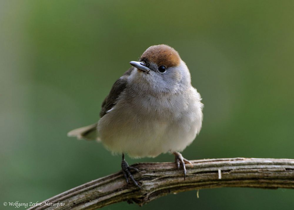 --- Mönchgrasmücke weiblich Nr. 2 --- ( Sylvia atricapilla )