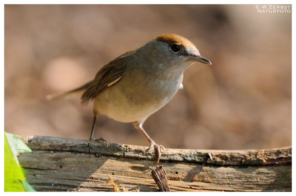 - Mönchgrasmücke weiblich - ( Sylvia atricapilla )