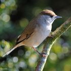 --- Mönchgrasmücke weiblich --- ( Sylvia atricapilla )