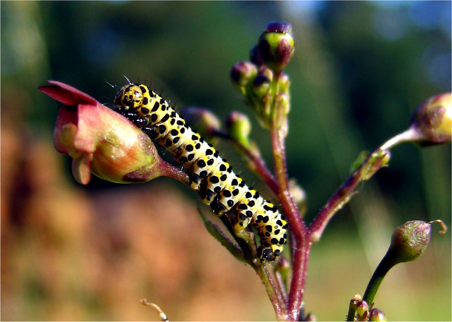 Mönchs-Raupe (Shargacucullia scrophulariae) im Königsforst