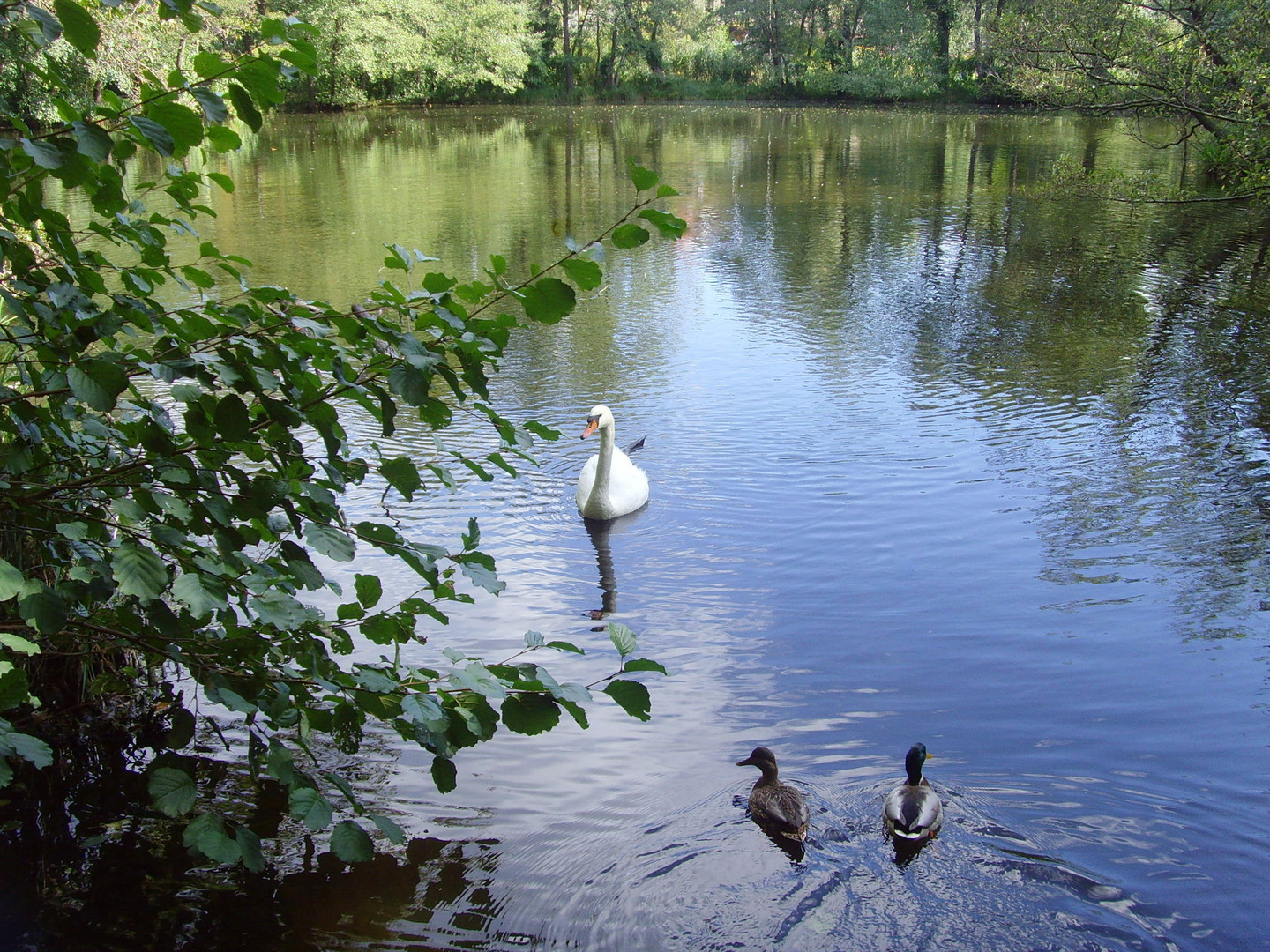 Mönchsee Birkenwerder