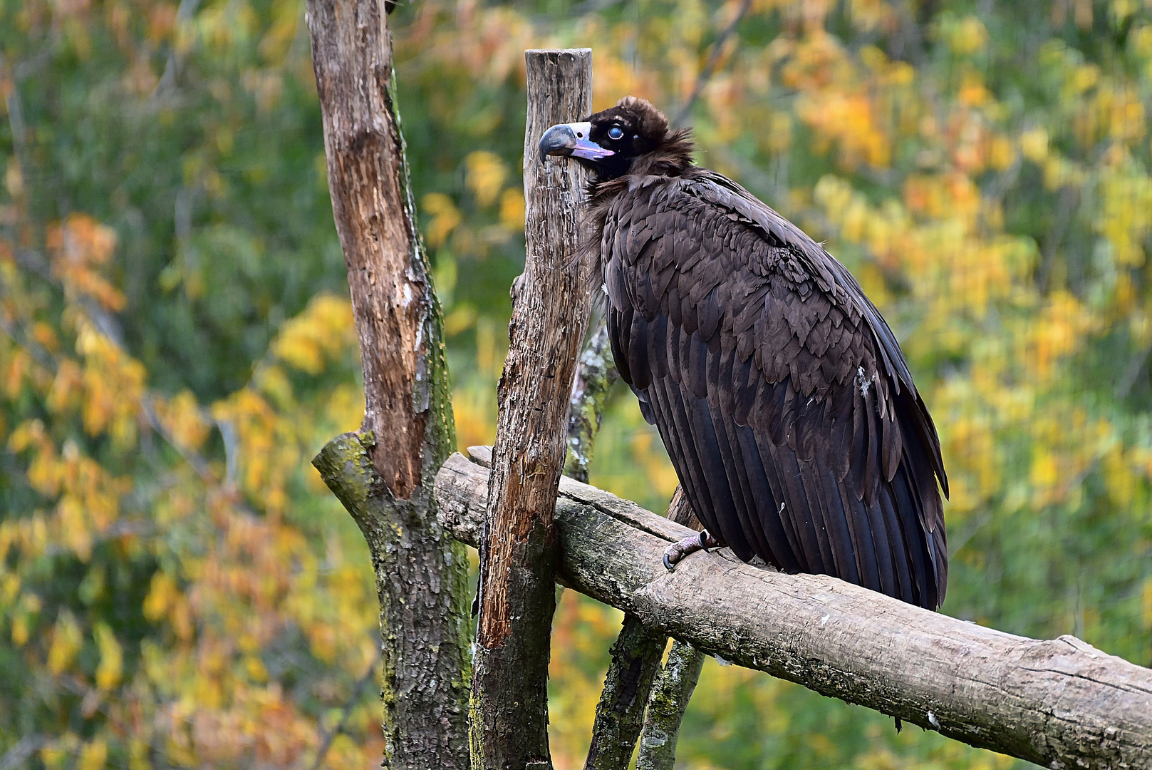 Mönchsgeier (Aegypius monachus) 