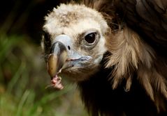 Mönchsgeier / Alpenzoo Innsbruck