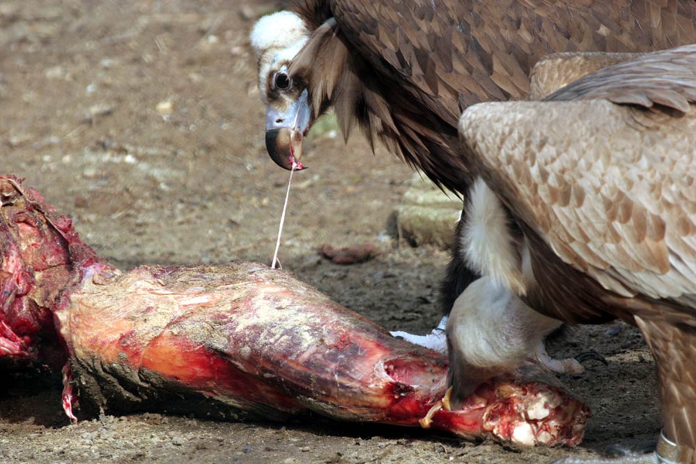 Mönchsgeier beim Futtern