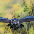 Mönchsgeier im frontalen Anflug