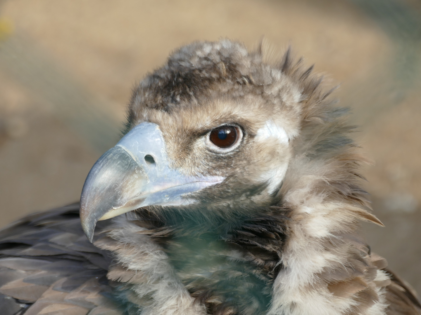 Mönchsgeier im Wuppertaler Zoo