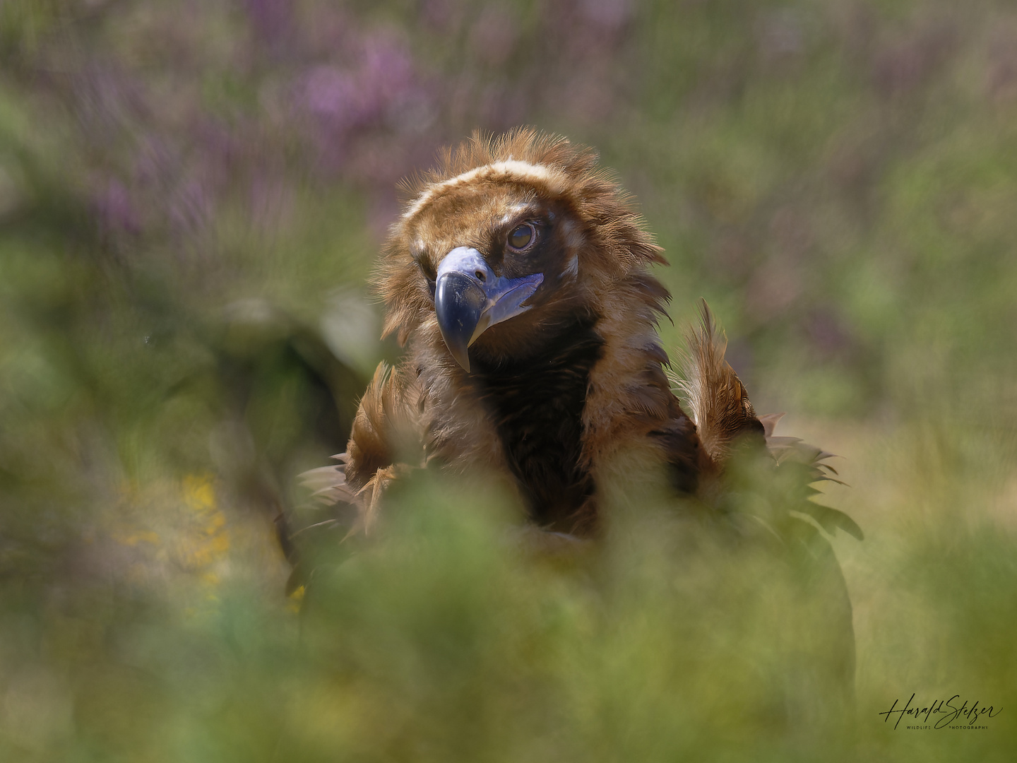 Mönchsgeier in der Blumenwiese 