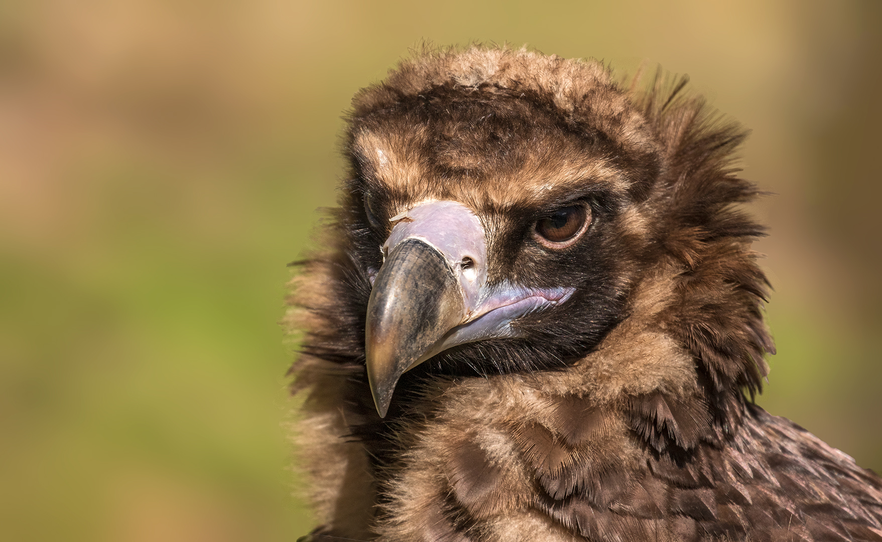 Mönchsgeier Portrait 003