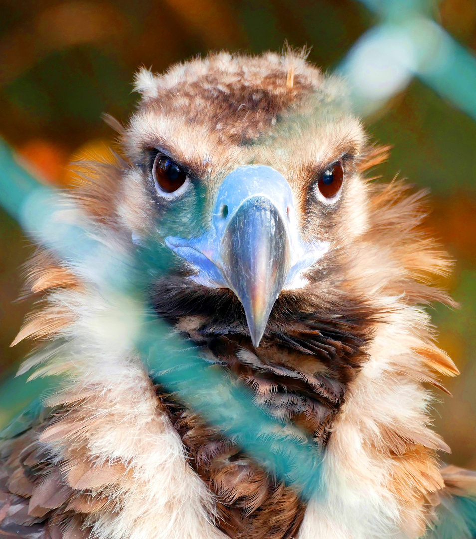 Mönchsgeier-Portrait