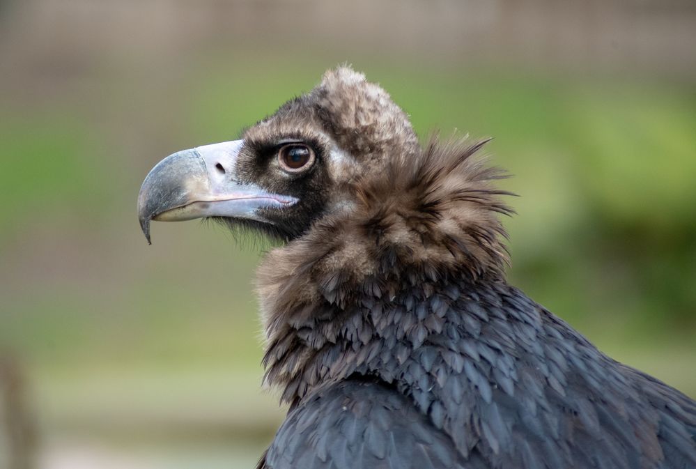 Mönchsgeier Portrait