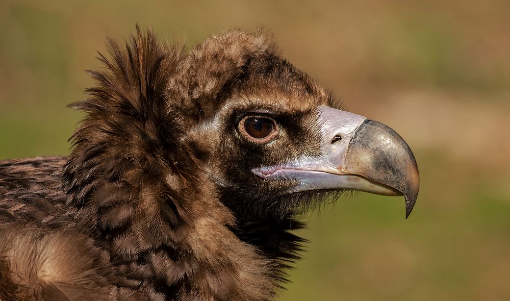 MönchsgeierPortrat 002 Foto & Bild deutschland, europe, nordrhein