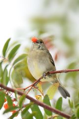 Mönchsgrasmücke am Vogelbeerbaum