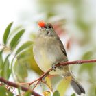 Mönchsgrasmücke am Vogelbeerbaum