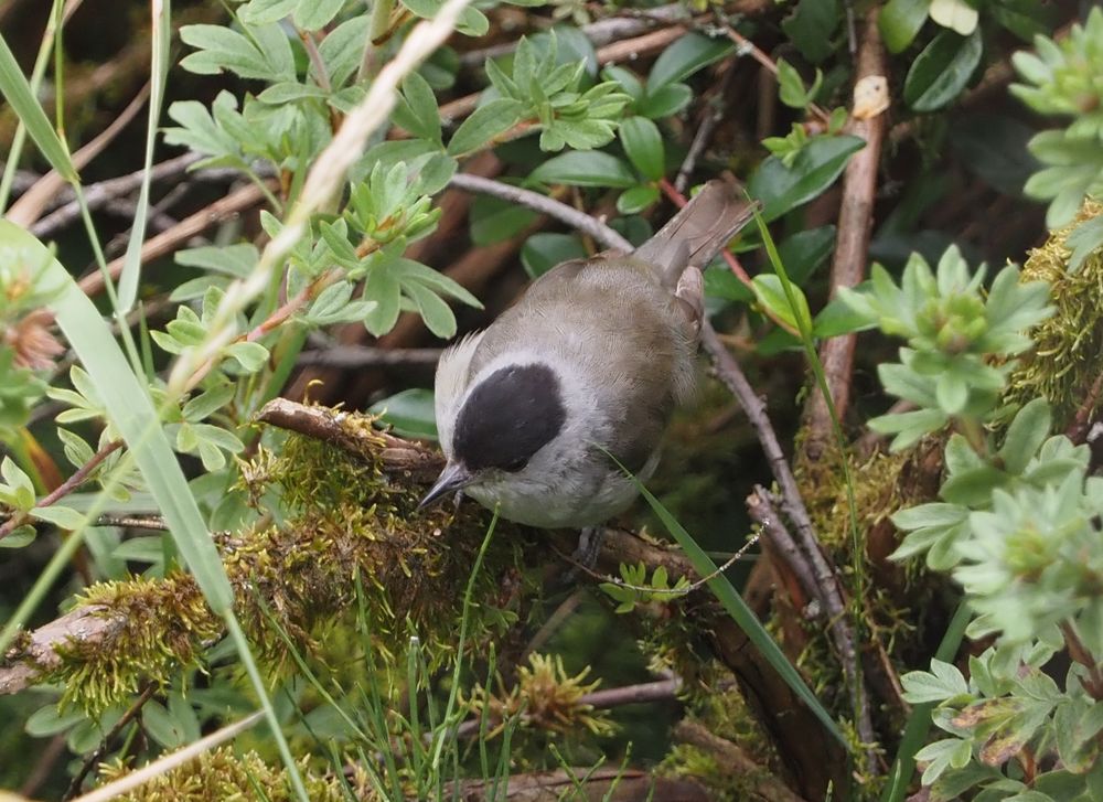 Mönchsgrasmücke aus der Vogelperspektive