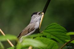 Mönchsgrasmücke beim Gesang