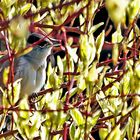 Mönchsgrasmücke im Blüten-Gebüsch