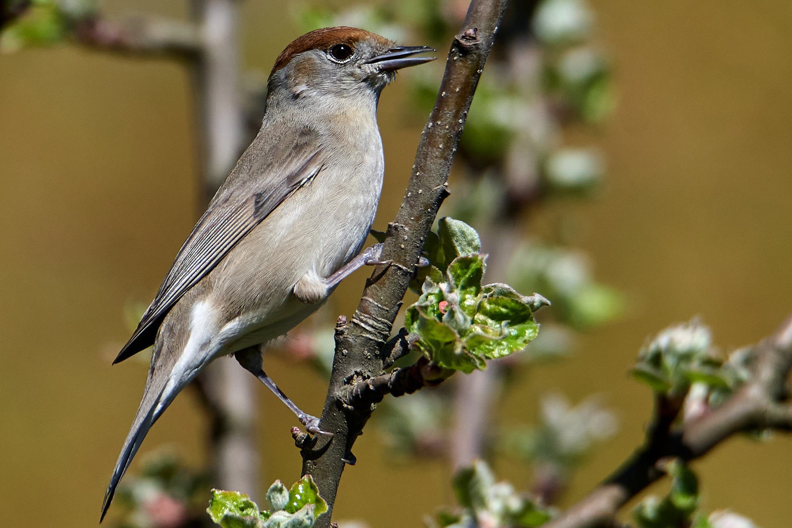 Mönchsgrasmücke im Garten 