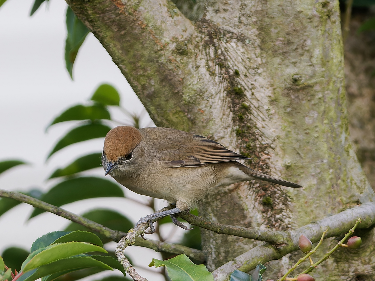 Mönchsgrasmücke im Garten