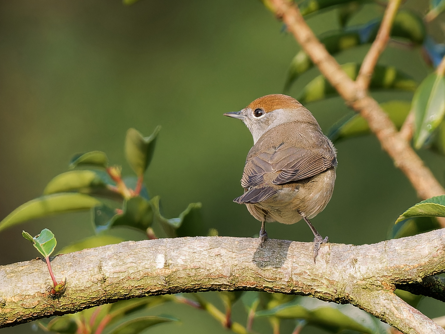 Mönchsgrasmücke im Garten - Weibchen