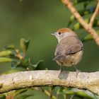 Mönchsgrasmücke im Garten - Weibchen