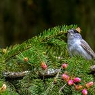 Mönchsgrasmücke Im hohen Tann