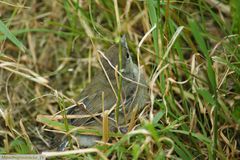 Mönchsgrasmücke Jungvogel