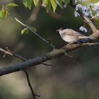 Mönchsgrasmücke, Männchen (Sylvia atricapilla)