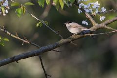 Mönchsgrasmücke, Männchen (Sylvia atricapilla)