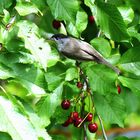 Mönchsgrasmücke (männlich)  - Kirschbaum / Lecker zum Nachtisch