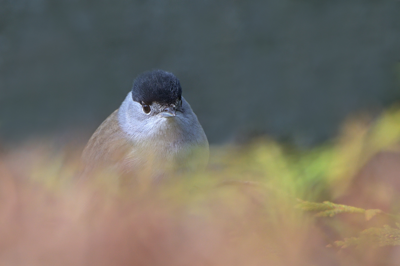 Mönchsgrasmücke Männlich (Sylvia atricapilla)